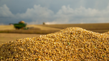 Sojaoogst op het land, waarbij sojabonen worden geoogst.