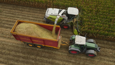 Maïsoogst op het land, waarbij maïs wordt geoogst met landbouwmachines.