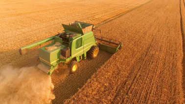 Tarweoogst op het land, waarbij het rijpe tarwe wordt geoogst.