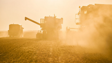 Tarweoogst op het land, waarbij het rijpe tarwe wordt geoogst.