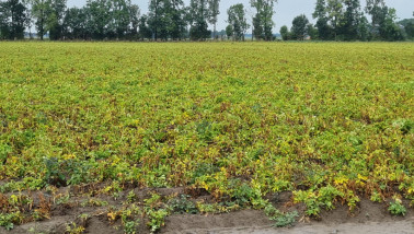 Nederlands aardappelperceel in de zomer