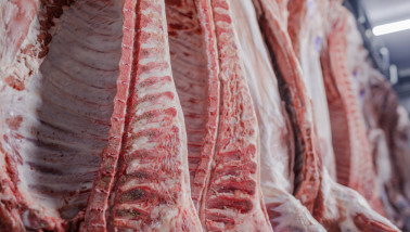 Varkenskarkassen hangen in een slachthuis klaar voor verwerking