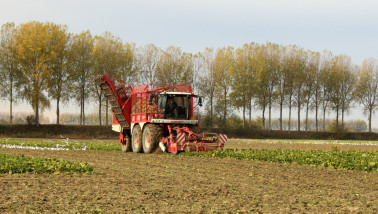 Bietenoogst op het land, waarbij suikerbieten worden geoogst.