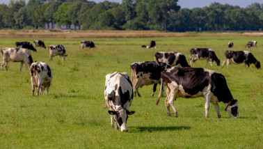 Koeien grazen in een groene weide als onderdeel van een melkveehouderij.