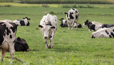 Koeien grazen in een groene weide als onderdeel van een melkveehouderij.