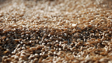 blé - céréales agricoles - agriculture