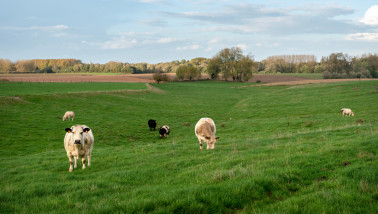 Kudde vleeskoeien in een groene, grasrijke weide op het platteland tussen Brussel en Charleroi in België.