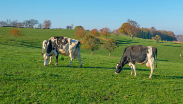 Melkkoeien grazen op grasland, Belgium melkveebedrijf
