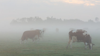 Melkkoeien in de mist in een weiland