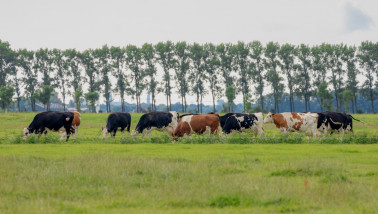 Melkkoeien grazen op grasland, Nederlands melkveebedrijf