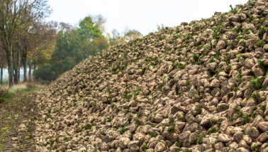 Hoop vers geoogste suikerbieten op een boerderij