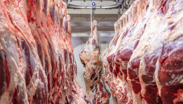 Runderkarkassen hangend in een slachterij tijdens het verwerkingsproces.