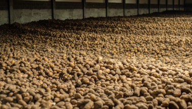 Aardappelbewaring in een opslagruimte waar aardappelen worden opgeslagen na de oogst.