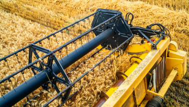 Tarweoogst met een combine die het rijpe graan van het land haalt.