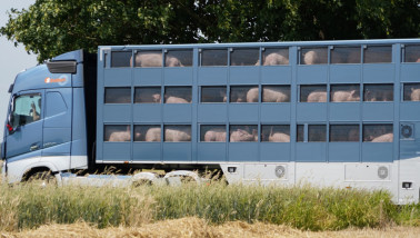 Varkenstransport onderweg met levende varkens in een veewagen op de weg.