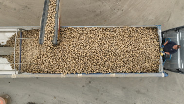 Aardappelen in een vrachtwagen, klaar voor levering aan een afnemer.