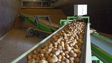 Oogst van aardappelen, akkerbouw