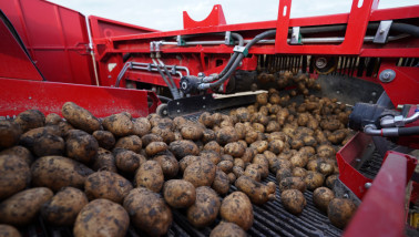 Oogst van aardappelen, akkerbouw
