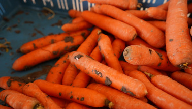 Verse peen (wortelen), klaar voor consumptie of verwerking.