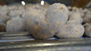 Vers geoogste aardappelen, verzameld en klaar voor opslag of verwerking.