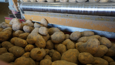 Vers geoogste, verzameld en klaar voor opslag of verwerking.