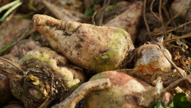 Hoop vers geoogste suikerbieten op een boerderij
