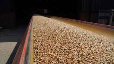 Graankorrels die over een lopende band worden vervoerd tijdens verwerking of opslag.