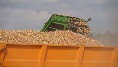 Oogst van uien, akkerbouw