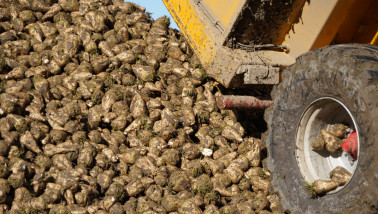 Hoop vers geoogste suikerbieten op een boerderij