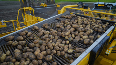 Oogst van aardappelen, akkerbouw