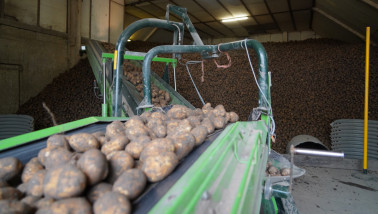 Vers geoogste aardappelen, verzameld en klaar voor opslag.