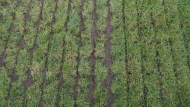 Bemesting van land, verspreiding van voedingsstoffen voor betere groei