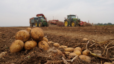 Oogst van aardappelen, akkerbouw