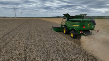 Tarweoogst op het akkerland met rijp graan.