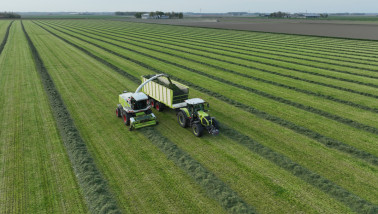 Grasoogst op het land, waarbij gras wordt gemaaid voor ruwvoer.
