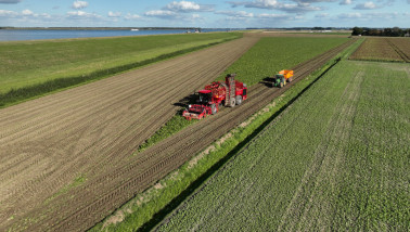 Bietenoogst op het land, waarbij suikerbieten worden geoogst.