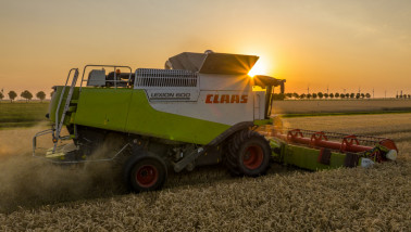 Tarweoogst op het land, waarbij het rijpe tarwe wordt geoogst.