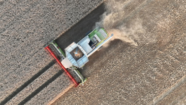 Tarweoogst op het land, waarbij het rijpe tarwe wordt geoogst.