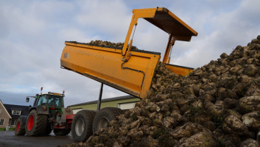 Hoop vers geoogste suikerbieten op een boerderij