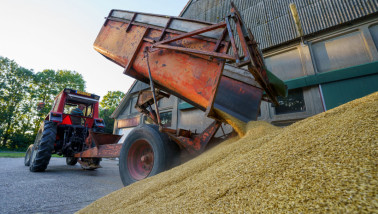 graanoogst gerstoogst graan - agri