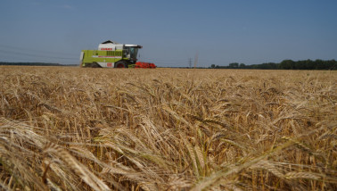 Tarweoogst op het land, waarbij het rijpe tarwe wordt geoogst.