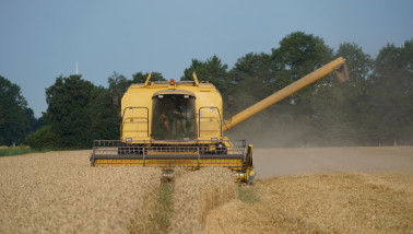 Tarweoogst op het land, waarbij rijp graan wordt geoogst.
