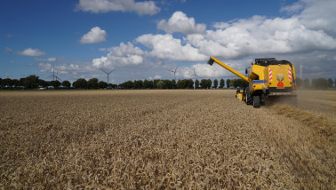 Tarweoogst op het land, waarbij het rijpe tarwe wordt geoogst.