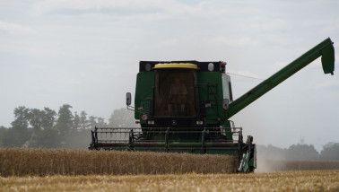 Tarweoogst op het land, waarbij het rijpe tarwe wordt geoogst.