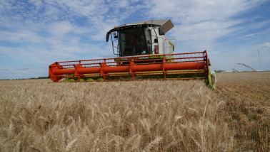 Graanoogst op het land, waarbij rijp graan wordt geoogst.