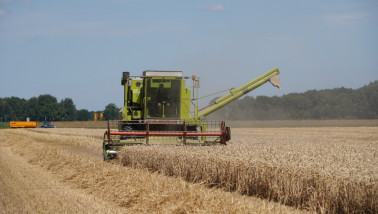 Tarweoogst op het akkerland met rijp graan.