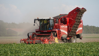 Bietenoogst op het land, waarbij suikerbieten worden geoogst.