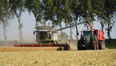 Tarweoogst op het land, waarbij het rijpe tarwe wordt geoogst.