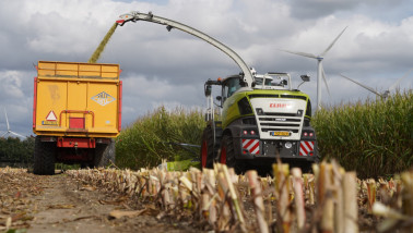 Hakselaar oogst snijmaïs voor ruwvoerwinning