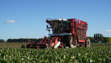 Bietenoogst op het land, waarbij suikerbieten worden geoogst.